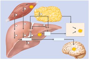 Metabolic pathways of the postabsorptive state