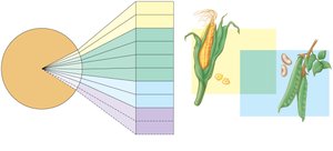 Essential amino acids and sources