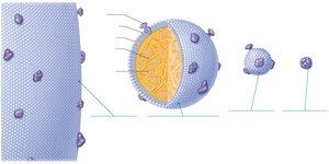 Lipoprotein composition and function