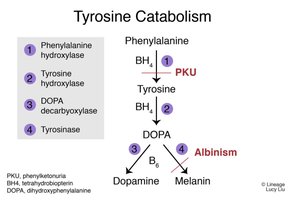 Tyrosine catabolism and PKU