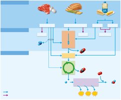 Stages of nutrient processing and metabolic pathways
