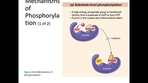 Substrate-level phosphorylation mechanism