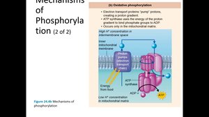 Oxidative phosphorylation mechanism