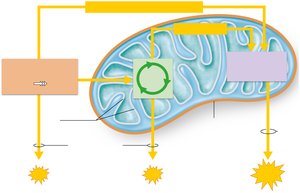 Overview of glucose catabolism pathways
