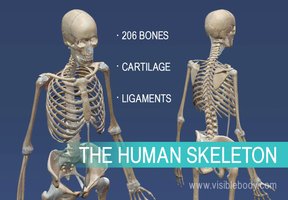 The Human Skeleton: 206 bones, cartilage, ligaments