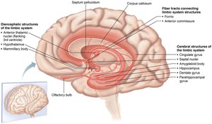 Diagram of limbic system structures and connections