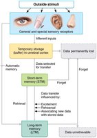 Diagram of memory stages and information flow