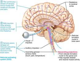 Diagram of sensory pathways and reticular activating system