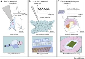 Comparison of action potential, local field potential, and EEG