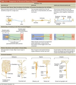 Comparison of structural classes of neurons