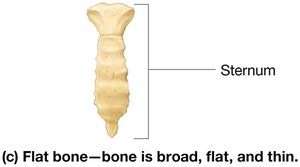 Anatomy & Physiology Bones Study Guide | Key Concepts | Notes