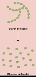 Decomposition reaction: starch to glucose
