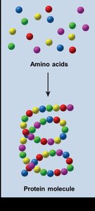 Synthesis reaction: amino acids to protein