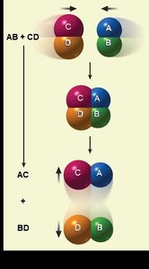 Exchange reaction diagram
