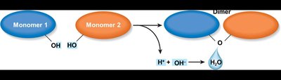 Dehydration synthesis reaction
