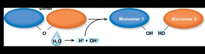 Hydrolysis reaction