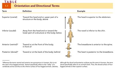 Table of orientation and directional terms (superior, inferior, anterior, posterior)