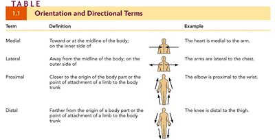 Table of orientation and directional terms (medial, lateral, proximal, distal)