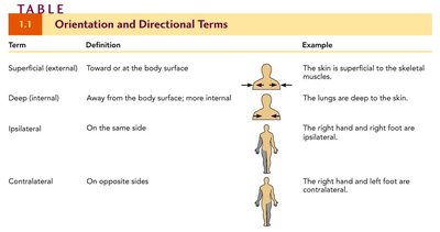 Table of orientation and directional terms (superficial, deep, ipsilateral, contralateral)