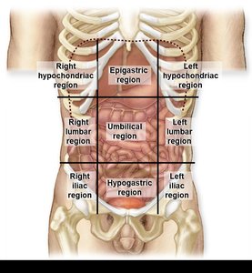 Abdominopelvic regions