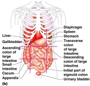 Organs in abdominopelvic regions
