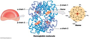 Structure of hemoglobin molecule