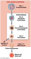 Stages of RBC maturation (erythropoiesis)