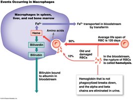 Events occurring in macrophages during RBC recycling