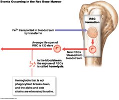 Events occurring in the red bone marrow during RBC recycling