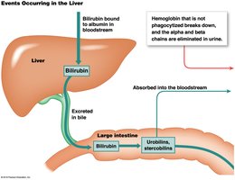 Events occurring in the liver during RBC recycling