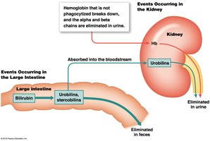 Events occurring in the kidney and large intestine during RBC recycling