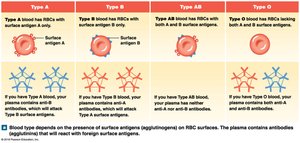 ABO blood types and antibodies