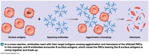 Cross-reaction in blood transfusion