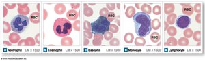 Microscopic images of WBC types