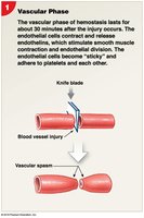 Vascular phase of hemostasis