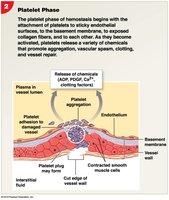 Platelet phase of hemostasis
