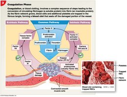 Coagulation phase of hemostasis