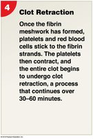 Clot retraction phase