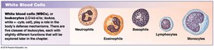 Types of white blood cells