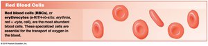 Red blood cells illustration