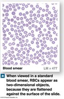 Blood smear showing RBCs as two-dimensional objects