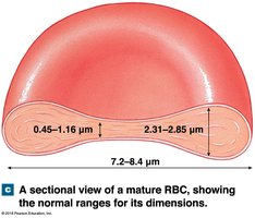 Sectional view of a mature RBC