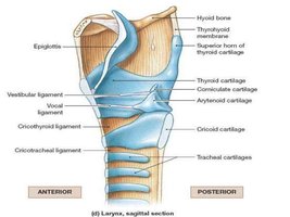 Larynx and vocal ligaments
