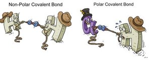 Nonpolar vs polar covalent bonds