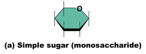 Monosaccharide structure