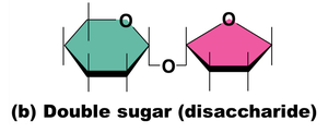 Disaccharide structure