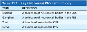 Table of CNS vs PNS terminology