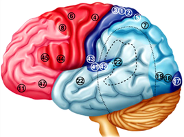 Motor and sensory regions of the cerebral cortex