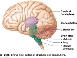 Labeled diagram of brain regions