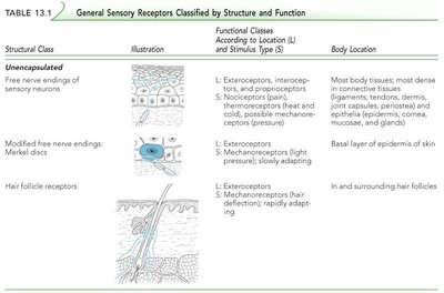 Table of unencapsulated general sensory receptors